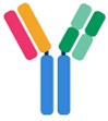 antibodies graphic
