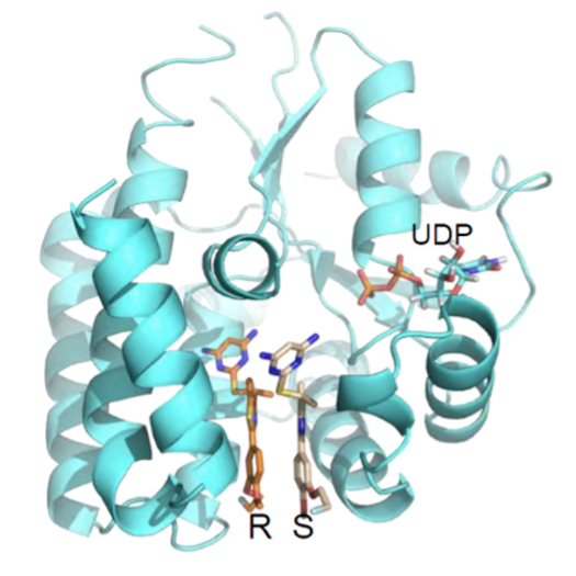Figure 1. Co-crystal 3D structure of the drug bound to the target enzyme, dCK, at the deoxycytidine binding site.